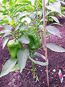 Piment doux