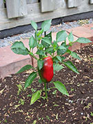 Piment doux