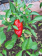 Piment doux