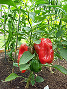 Piment doux