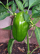 Piment doux