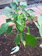 Piment doux