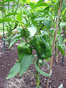 Piment doux