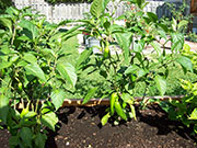 Piment d'Espelette