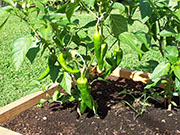 Piment d'Espelette
