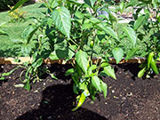 Piment d'Espelette