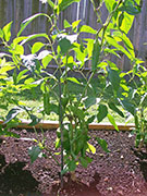 Piment d'Espelette