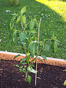 Piment d'Espelette