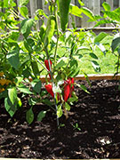 Piment d'Espelette