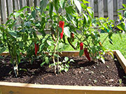 Piment d'Espelette