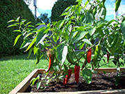 Piment d'Espelette
