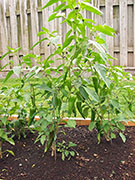 Piment d'Espelette