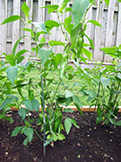 Piment d'Espelette