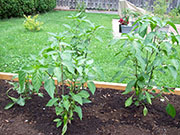 Piment d'Espelette