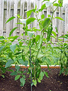 Piment d'Espelette
