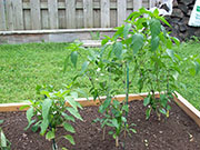 Piment d'Espelette