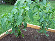 Piment d'Espelette