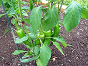 Piment d'Espelette