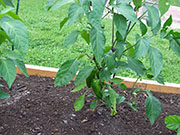 Piment d'Espelette