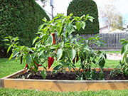 Piment d'Espelette
