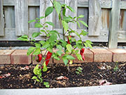 Piment d'Espelette