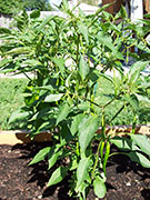 Kung Pao Hybrid