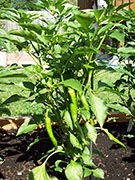Kung Pao Hybrid