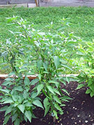 Kung Pao Hybrid
