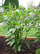 Kung Pao Hybrid