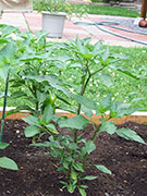 Kung Pao Hybrid