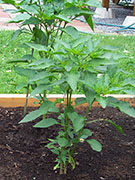 Kung Pao Hybrid