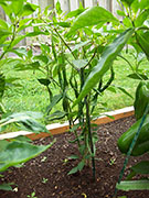 Kung Pao Hybrid