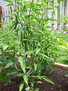 Kung Pao Hybrid