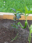 Jalapeños Purple