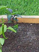Jalapeños Purple