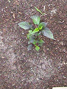 Jalapeños Purple