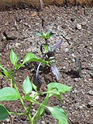 Jalapeños Purple