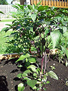 Jalapeños Purple