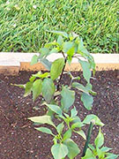 Jalapeños Purple
