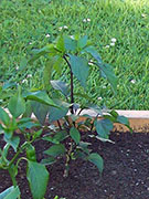 Jalapeños Purple