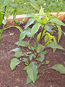 Jalapeños Purple