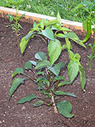 Jalapeños Purple