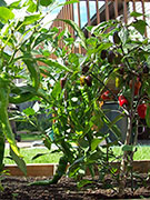 Jalapeños Purple