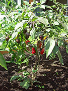 Jalapeños Purple