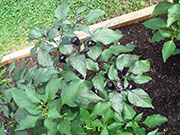 Jalapeños Purple