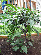 Jalapeños Purple