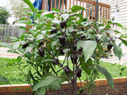 Jalapeños Purple