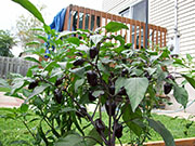 Jalapeños Purple