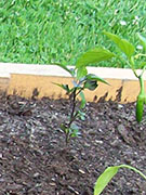 Jalapeños Purple