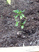Jalapeños Purple